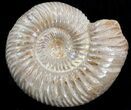 Perisphinctes Ammonite Fossil In Display Case #40010-1